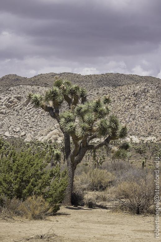 Joshua Tree National Park